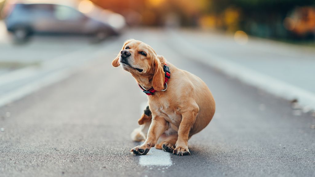 Why is my flea treatment not working? A vet's guide to what to try next