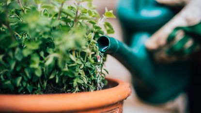 A plant in a container being watered with a watering can