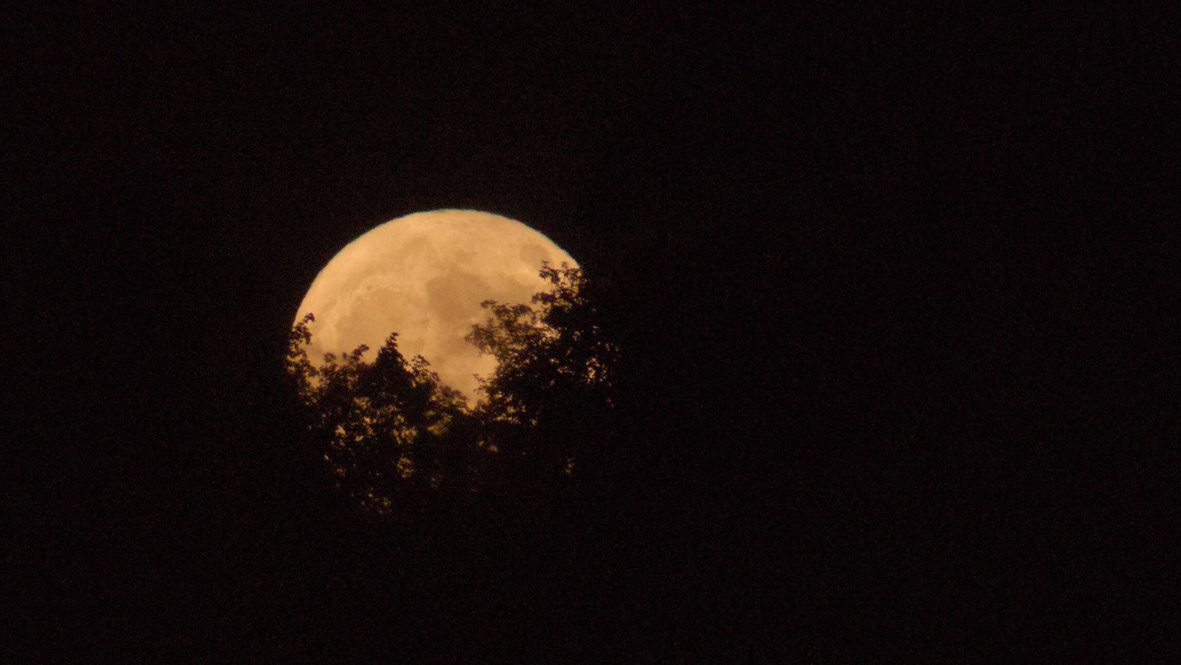 A view of the full 'Flower Moon' near the horizon, with the dark silhouettes of trees blocking out the lower section of its yellow hued disk.