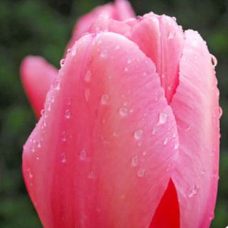 'Pink Impression' tulip