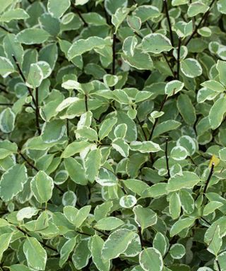 Pittosporum ‘Collaig Silver’