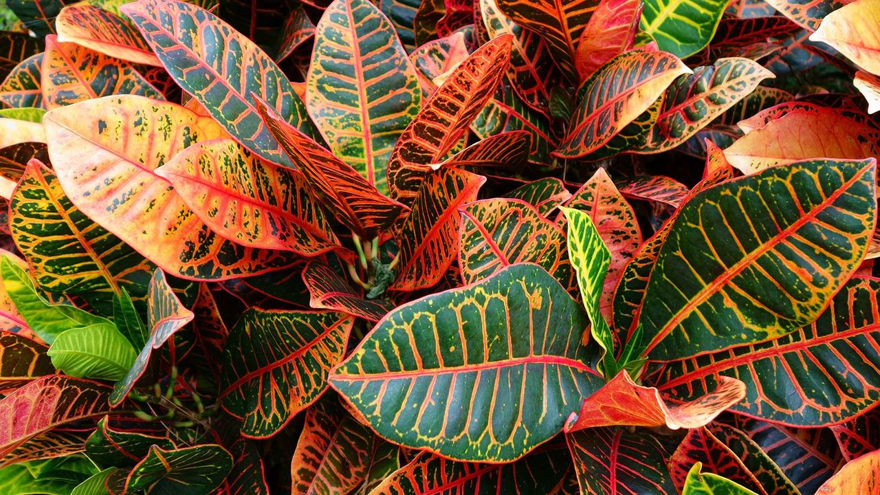 colorful &#039;Petra&#039; croton leaves