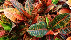 colorful 'Petra' croton leaves