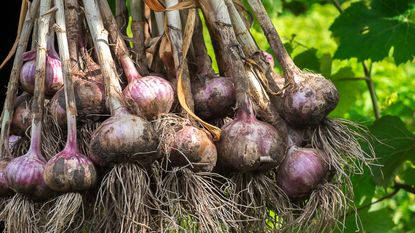 harvesting garlic from a vegetable plot