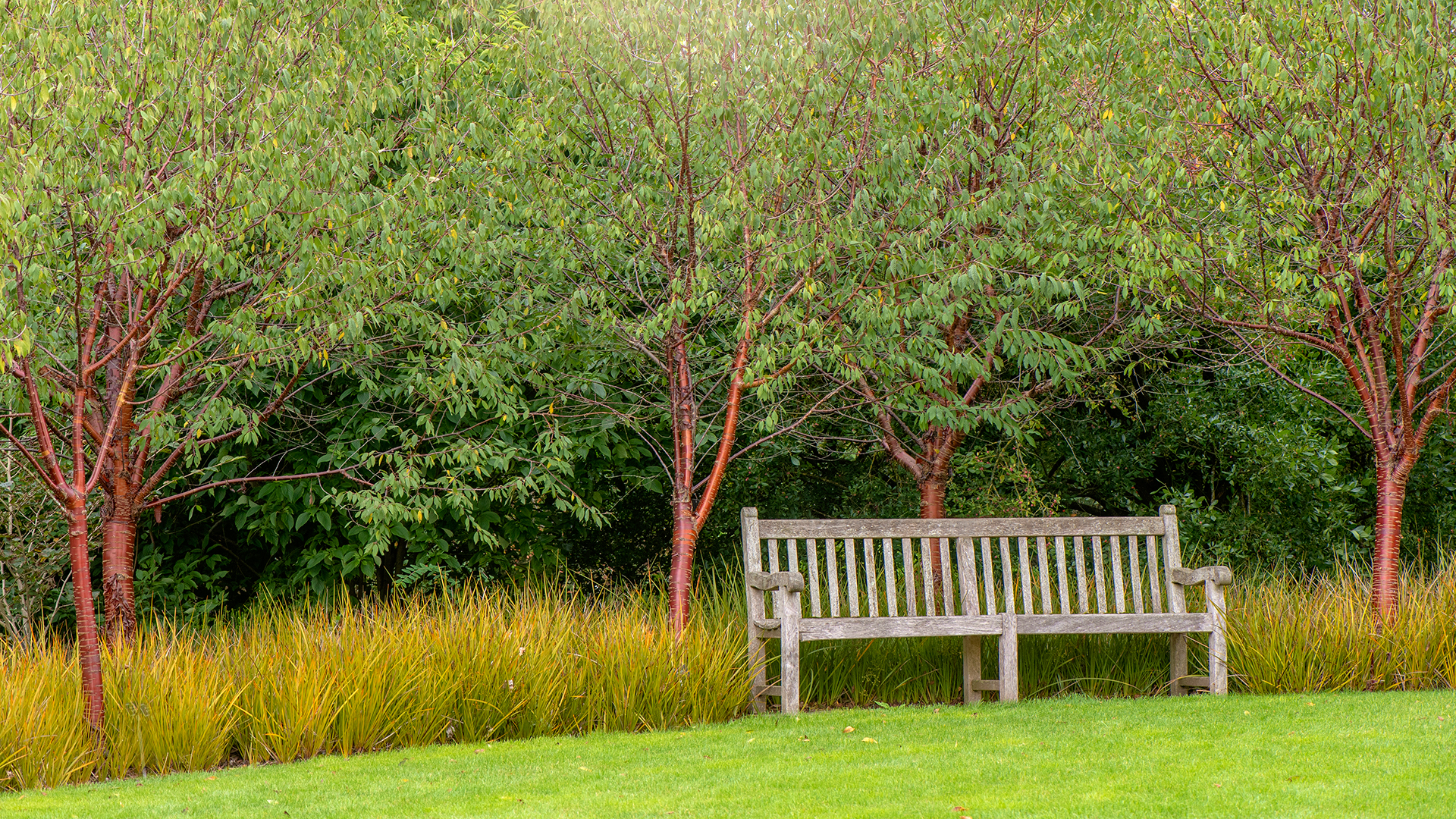 A wooden Garden bench with Prunus serrula trees, also called birch bark cherry, birchbark cherry, paperbark cherry, or Tibetan cherry