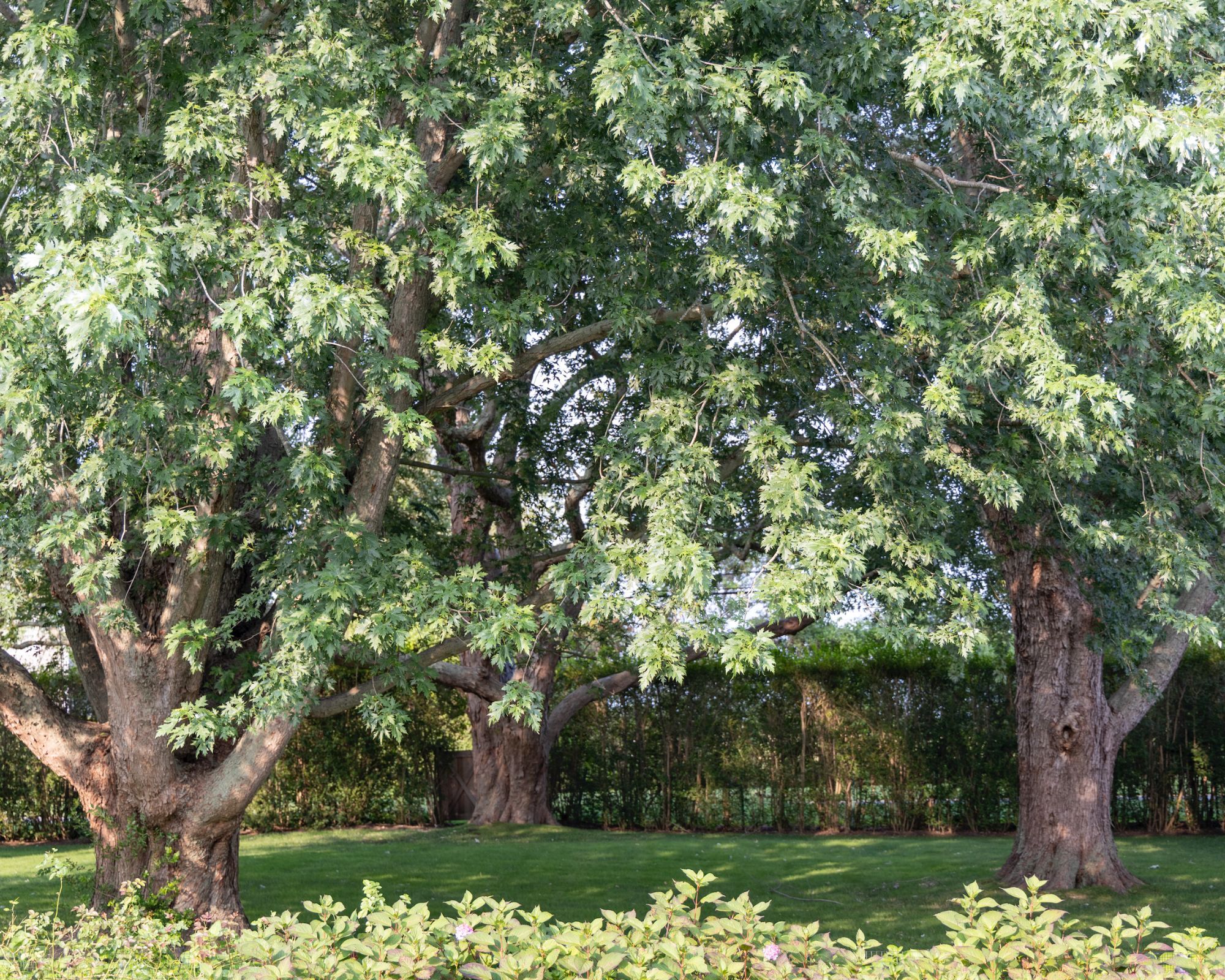 Three maple trees