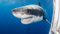 Great white shark (Carcharodon carcharias) in sea, Mexico, Guadalupe Island