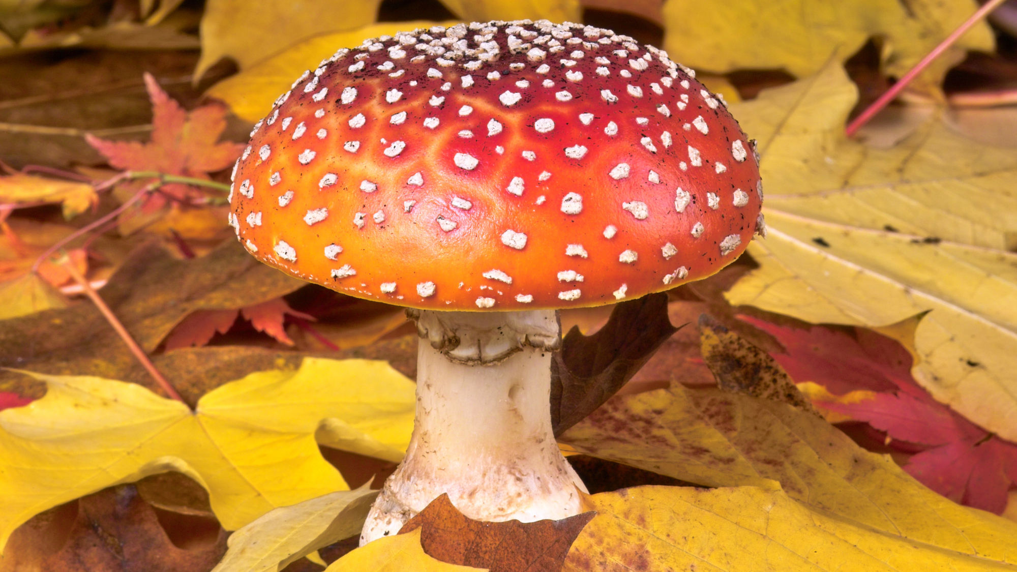 Photo of a colorful mushroom growing amongst a pile of fallen leaves.