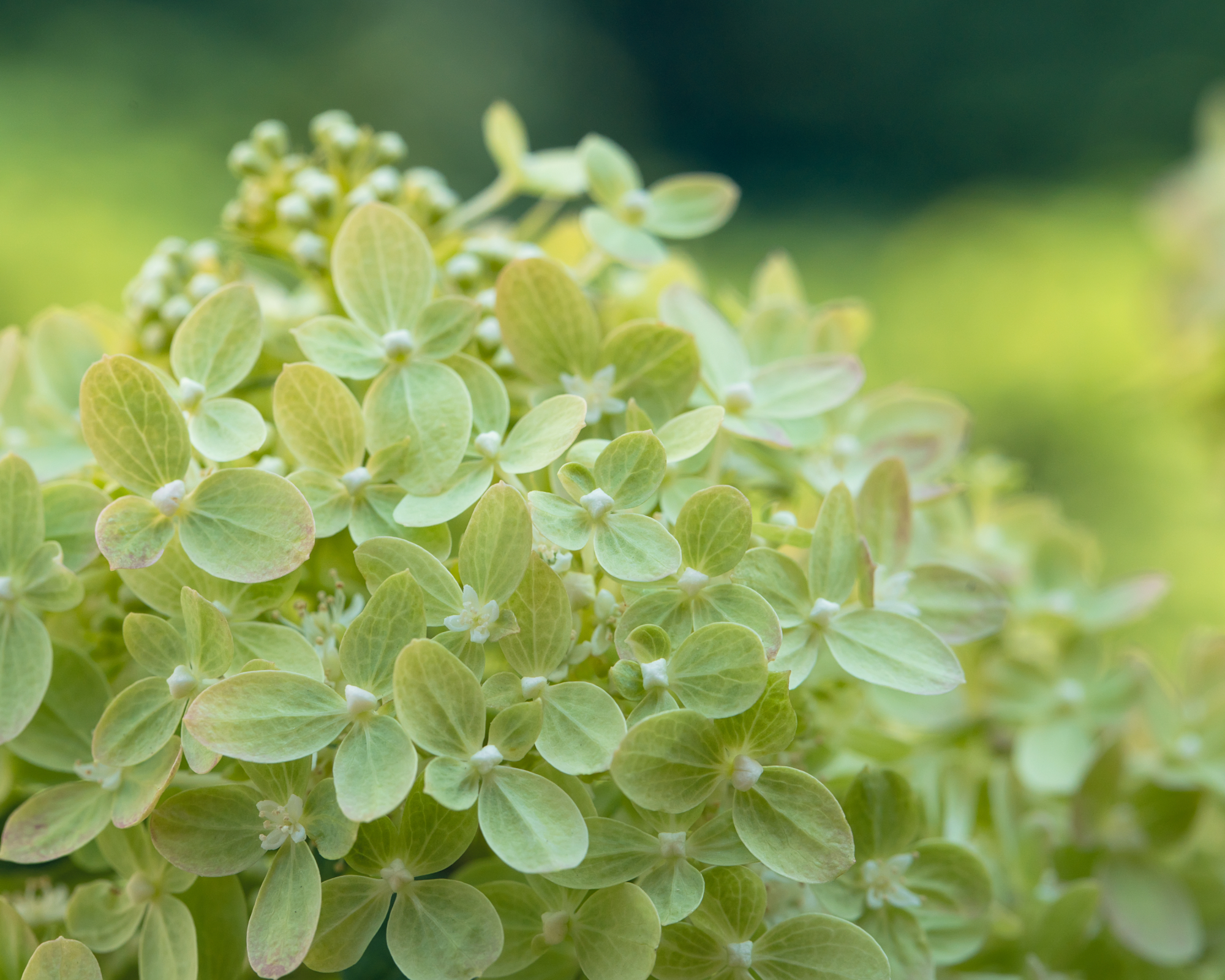 Closeup of lime green and white hydrangea flower