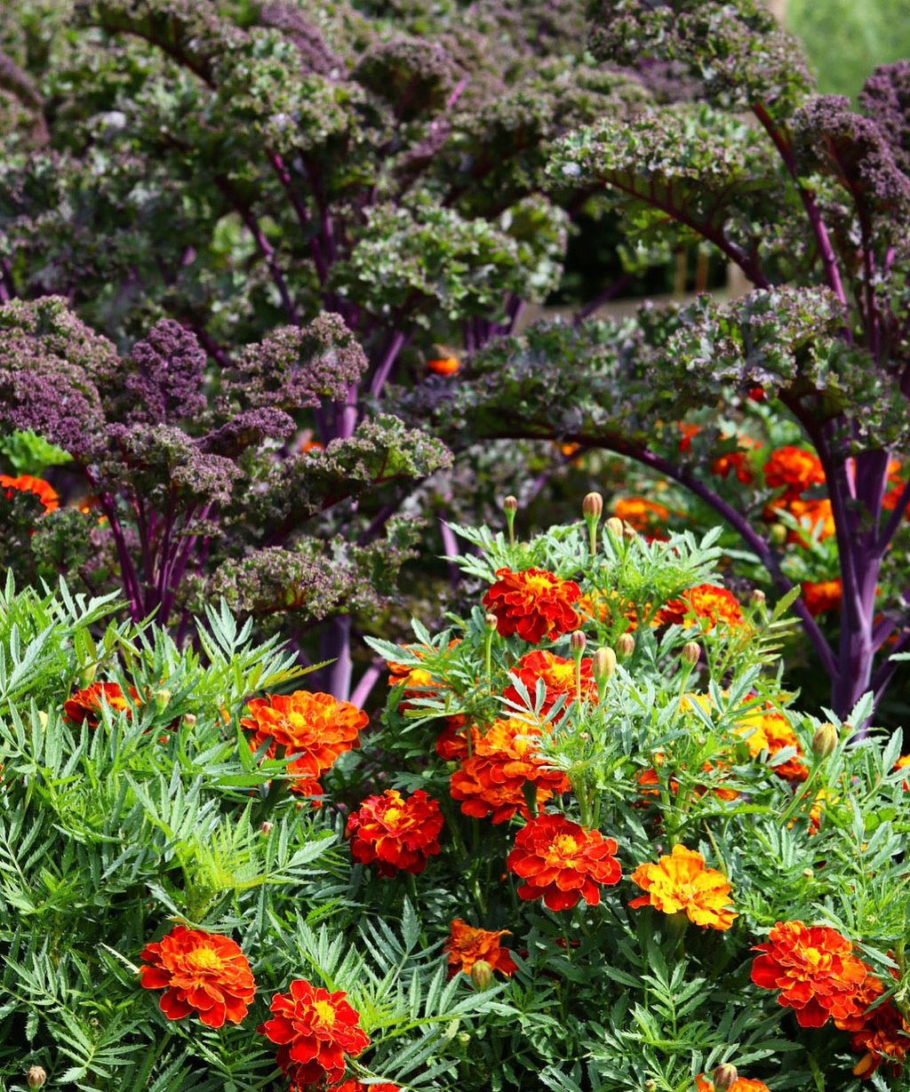 Pepper companion planting: best plants to grow with peppers | Homes and ...