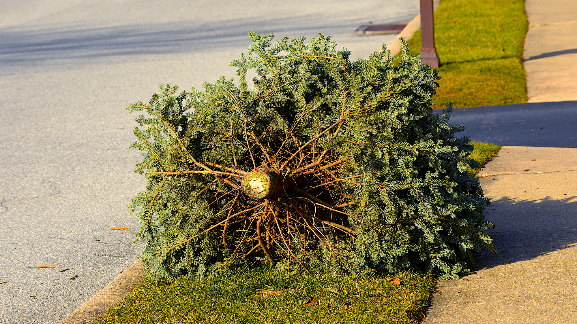 christmas tree on curb 