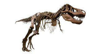 As this skeleton shows, Tyrannosaurus rex had puny arms.