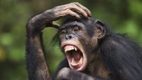 a bonobo with its hand on its head and mouth open 