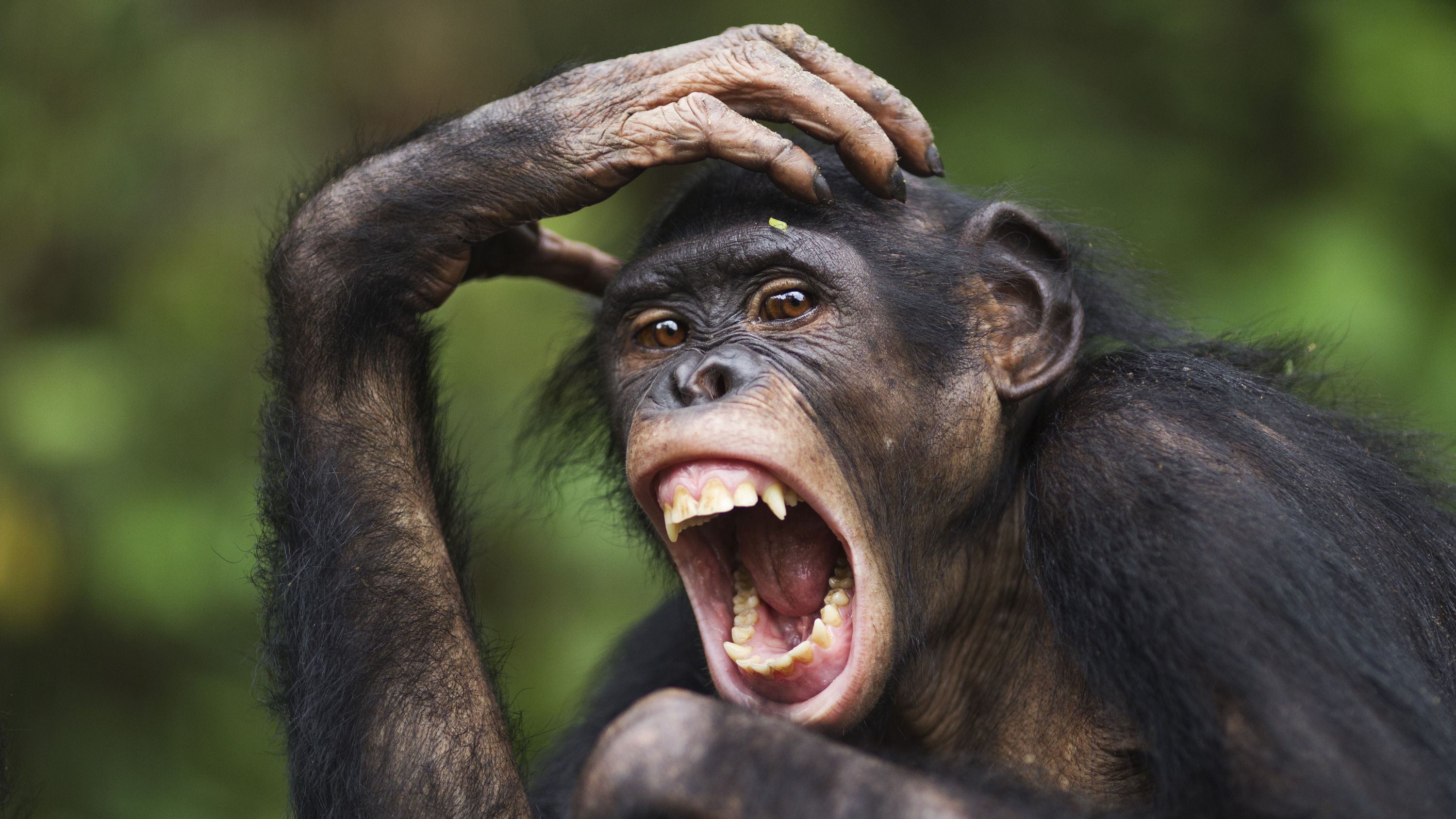 a bonobo with its hand on its head and mouth open 