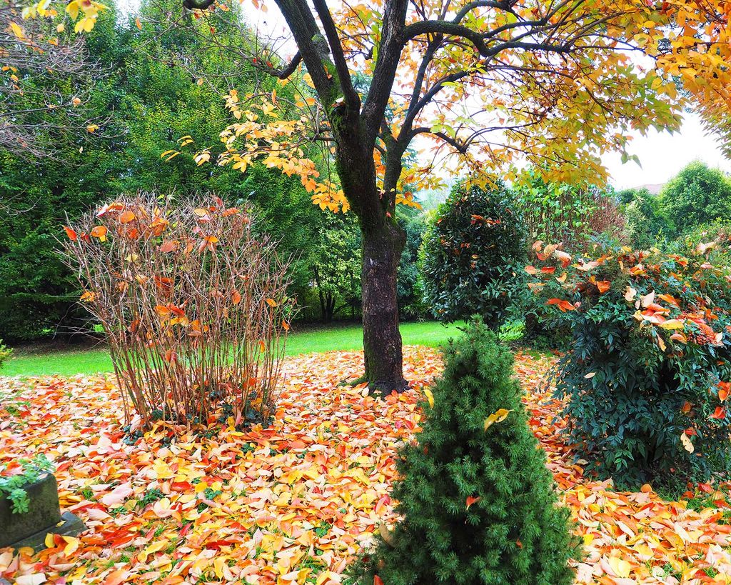 Expert tips for cleaning up leaves like a pro Gardeningetc