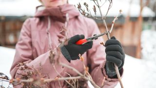 picture of woman using secateurs to trim a tree in winter