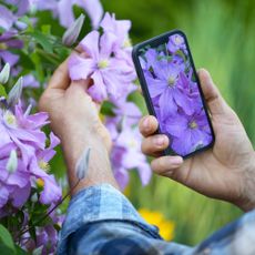 Man holding phone and clematis flower