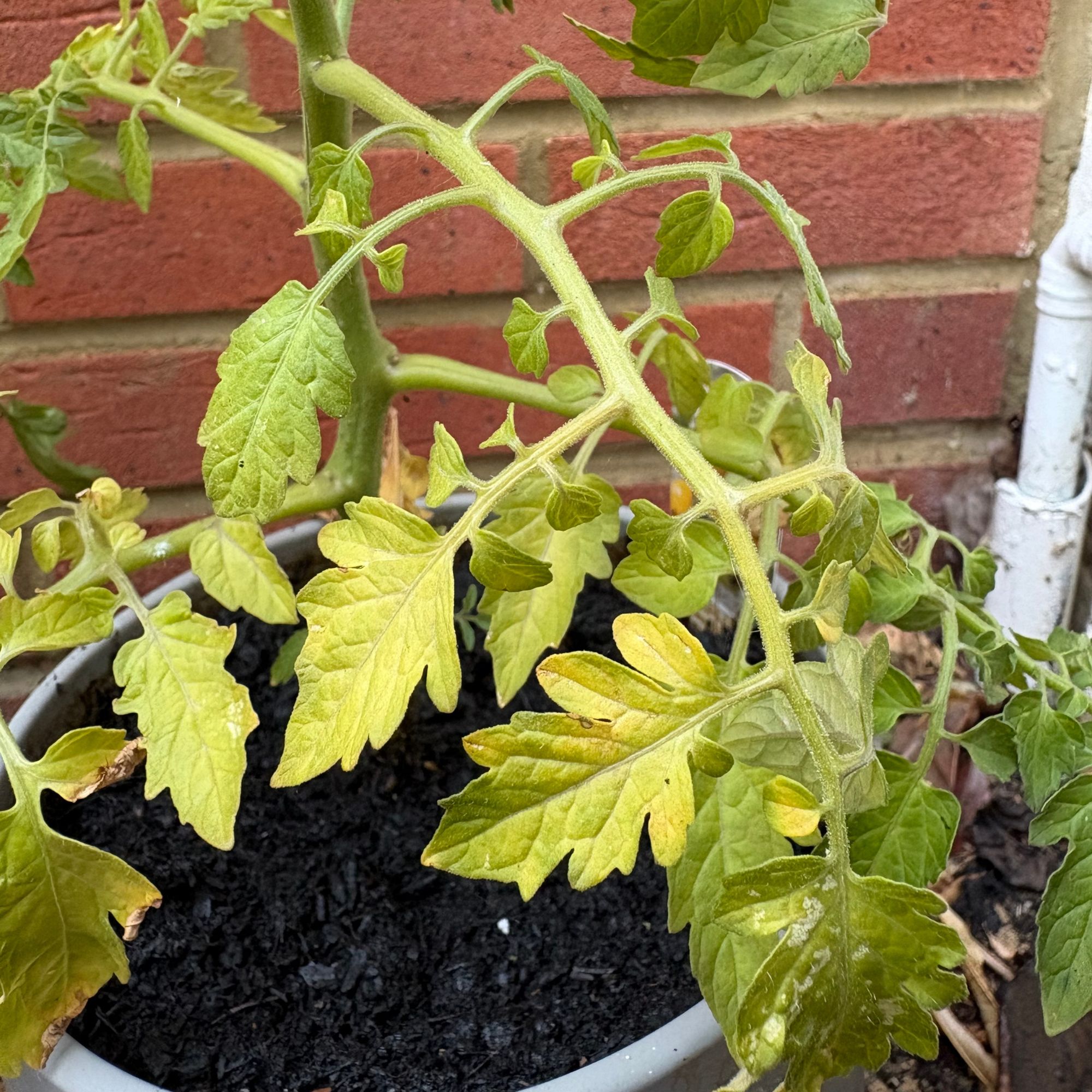 Yellow leaves on tomato plant, which is growing in a grey pot against a brick garden wall