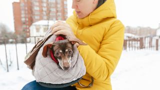 a person holds a senior dachshund who is snuggled up in a warm blanket and carrier outside in the winter