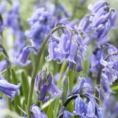flower plant bluebell 