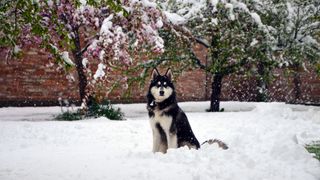 Husky staring into camera with beautiful appletree blossoms in background, covered in snow (frostbite) from heavy snowfall. Bavaria, Germany