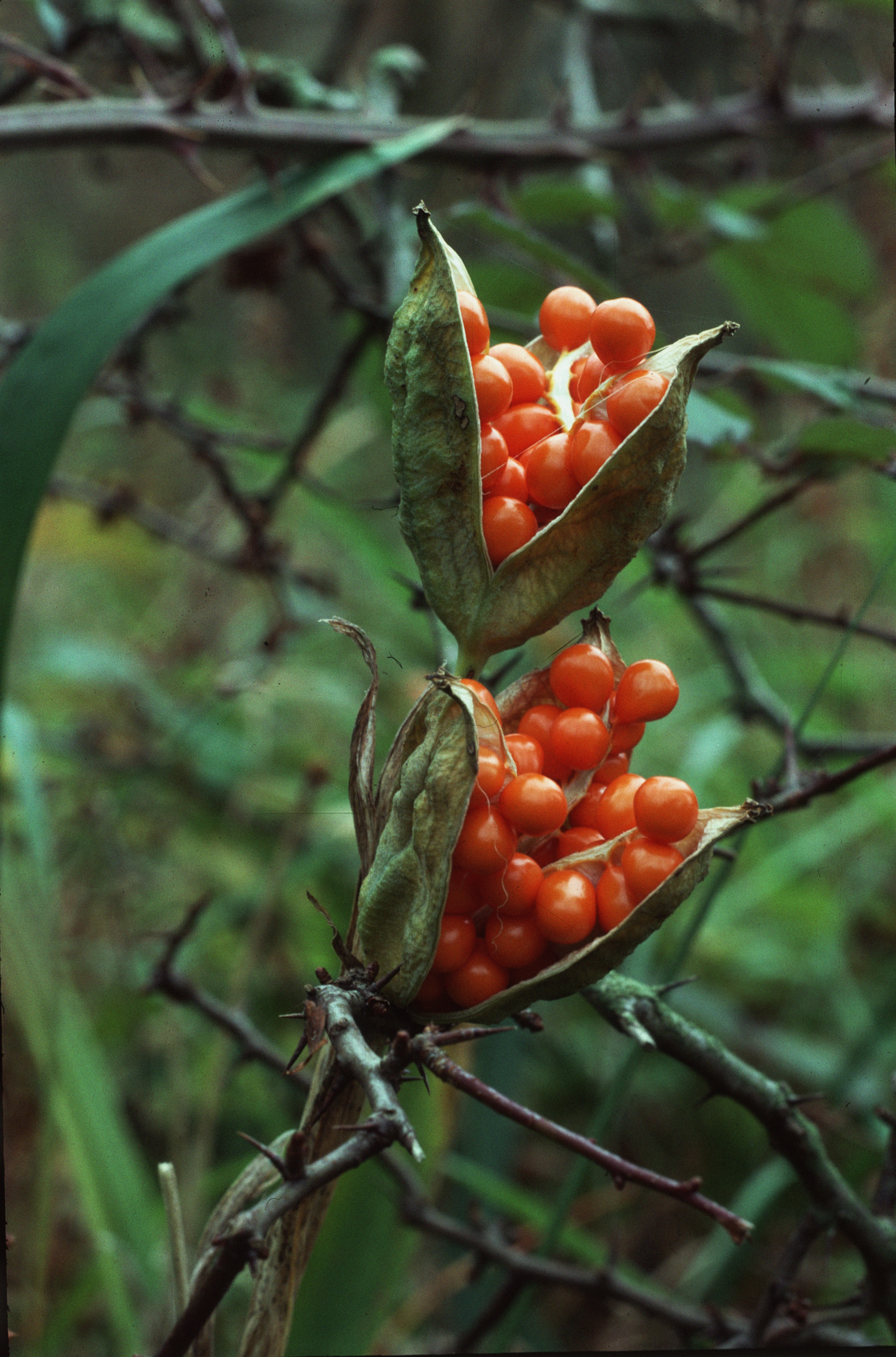 The split seed pods of a stinking iris