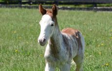 white coloured racehorse