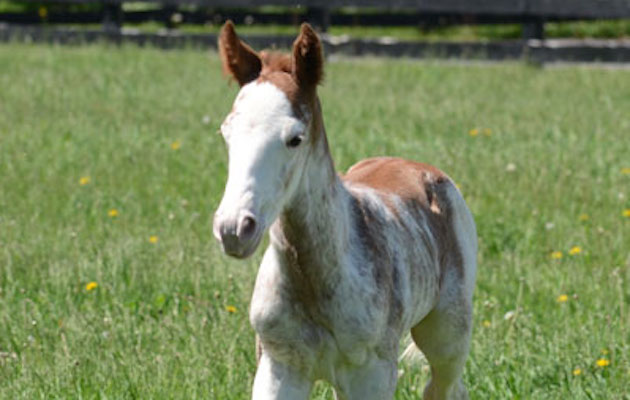 white coloured racehorse