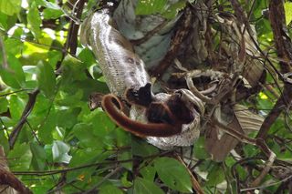 A boa constrictor eating an adult female Purús red howler monkey. Usually boa constrictors have been known to eat smaller animals.