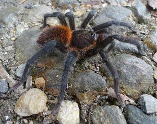 The female tarantula Kankuamo marquezi.