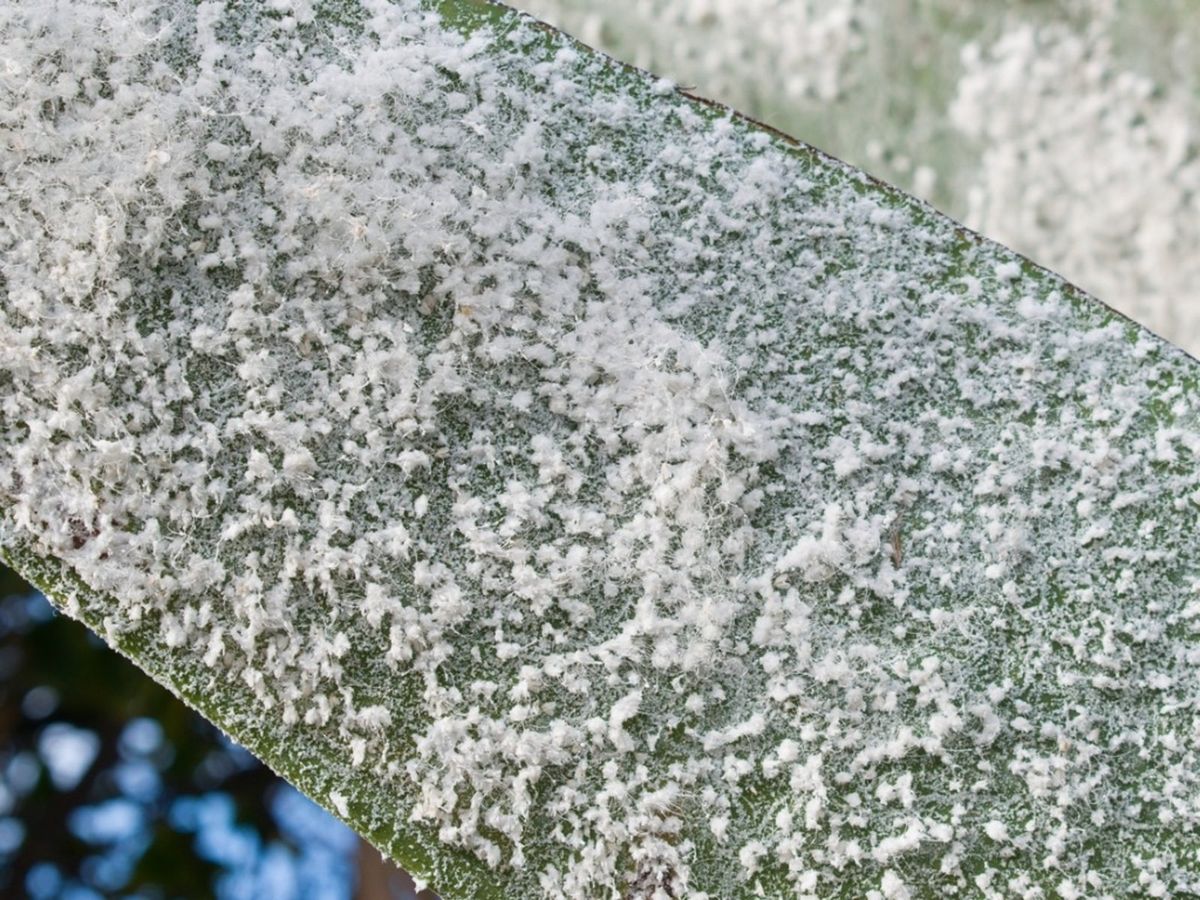 Woolly Aphid Control How To Get Rid Of Woolly Aphids Gardening Know How
