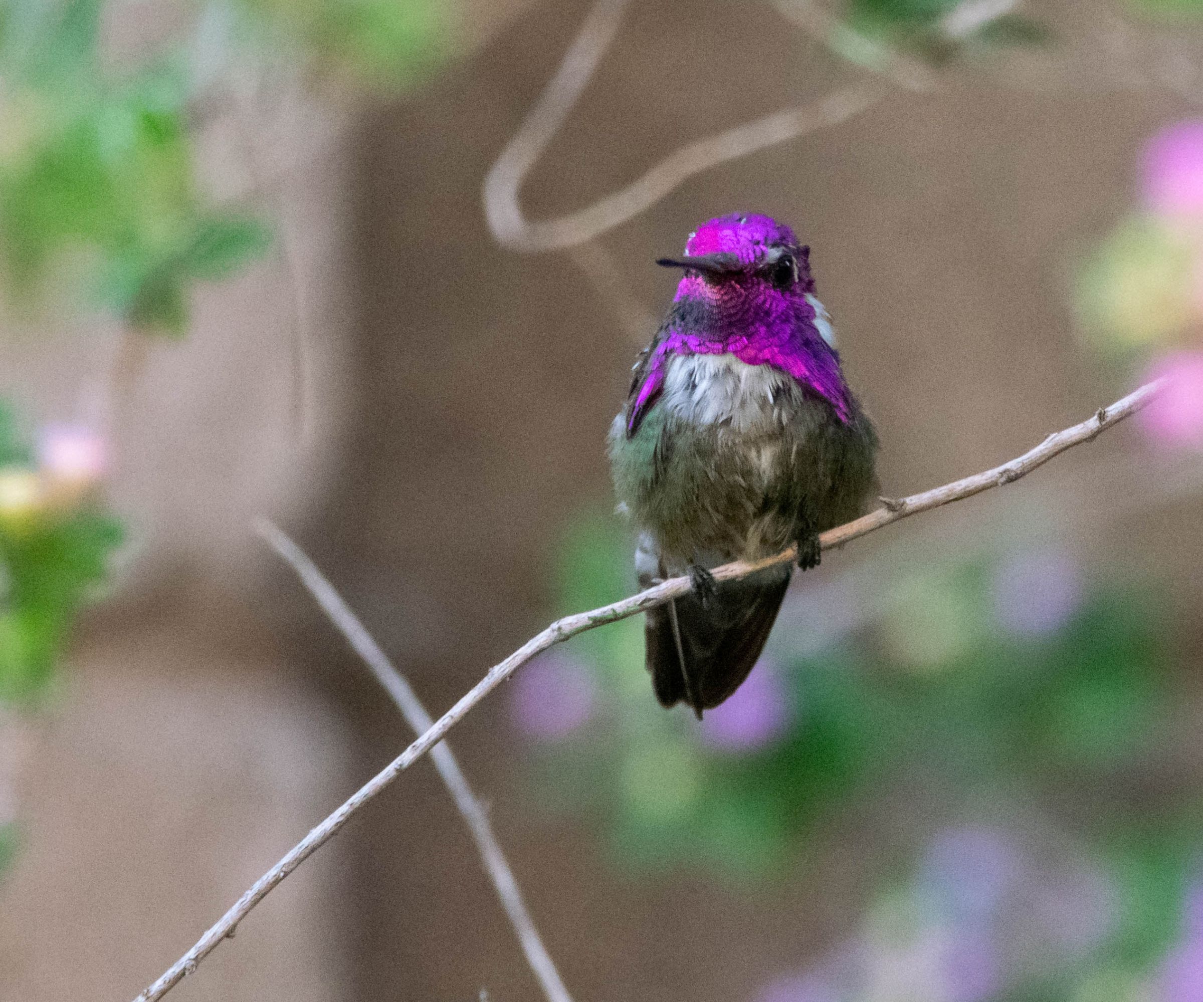 Beautiful Costa Hummingbird