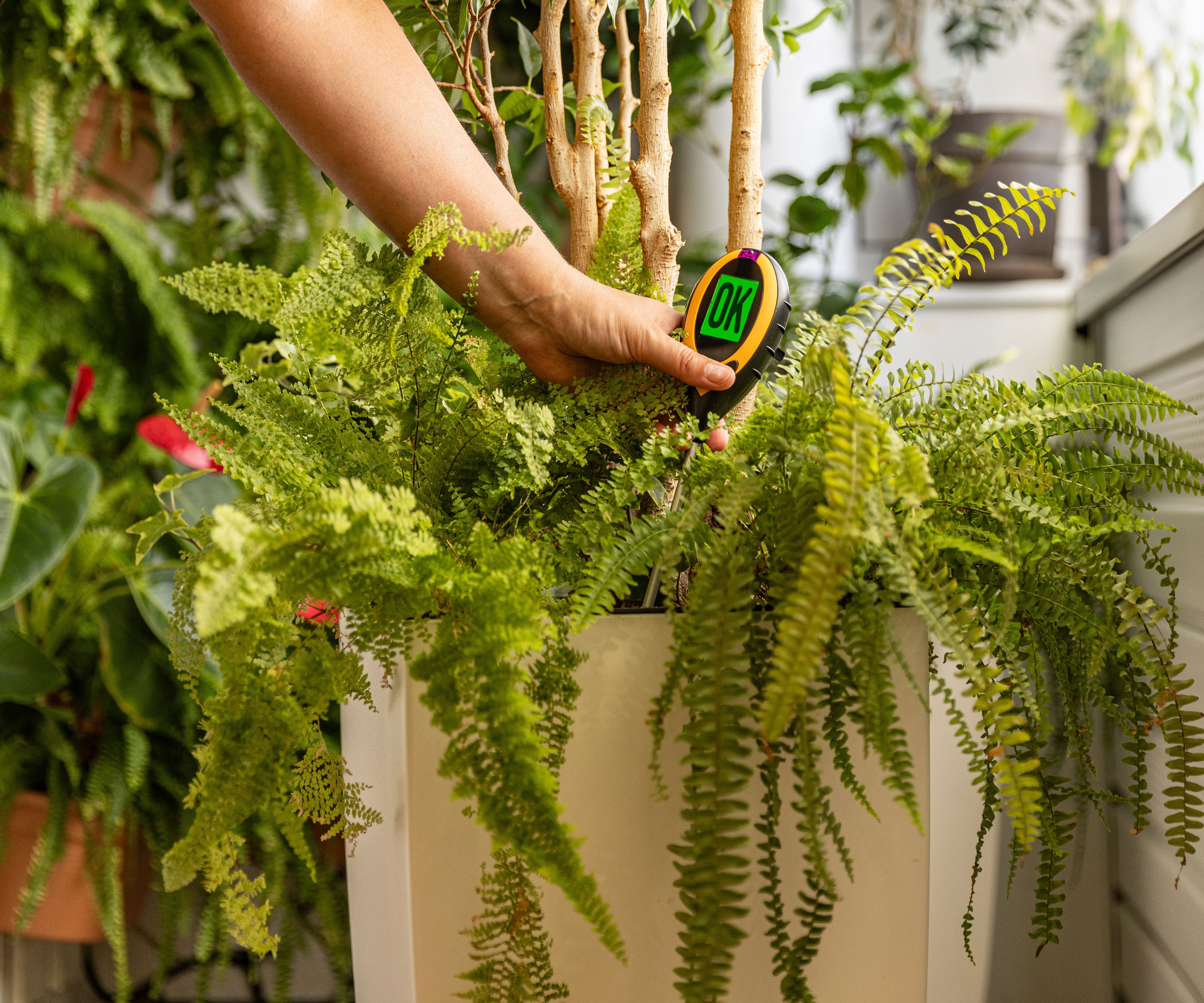 using soil meter with houseplant fern