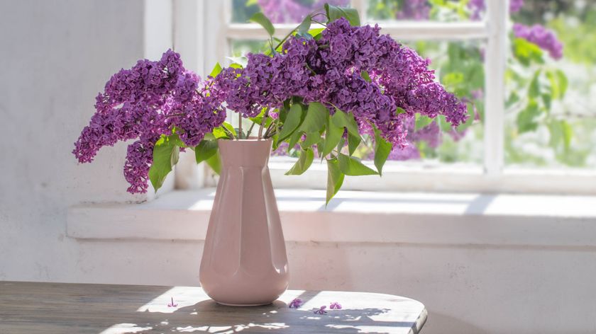 A small vase of flowers next to the window in direct sunlight