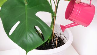picture of a woman watering a monstera plant with a pink watering can