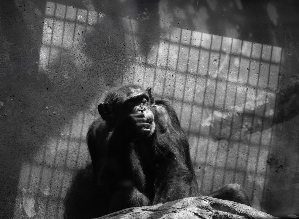 GuruShots - Powerful Black &amp; White Jan 26