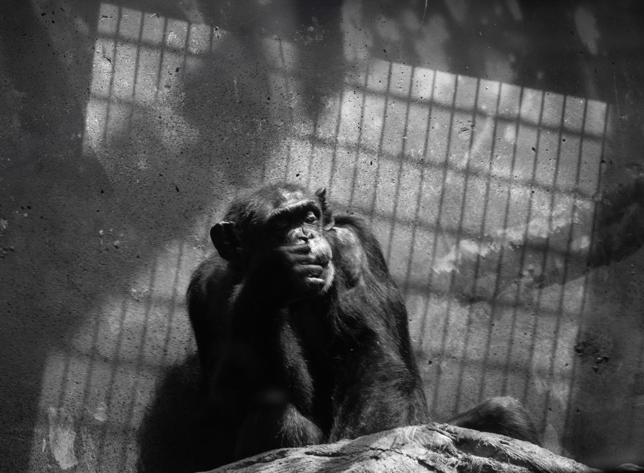 GuruShots - Powerful Black &amp; White Jan 26