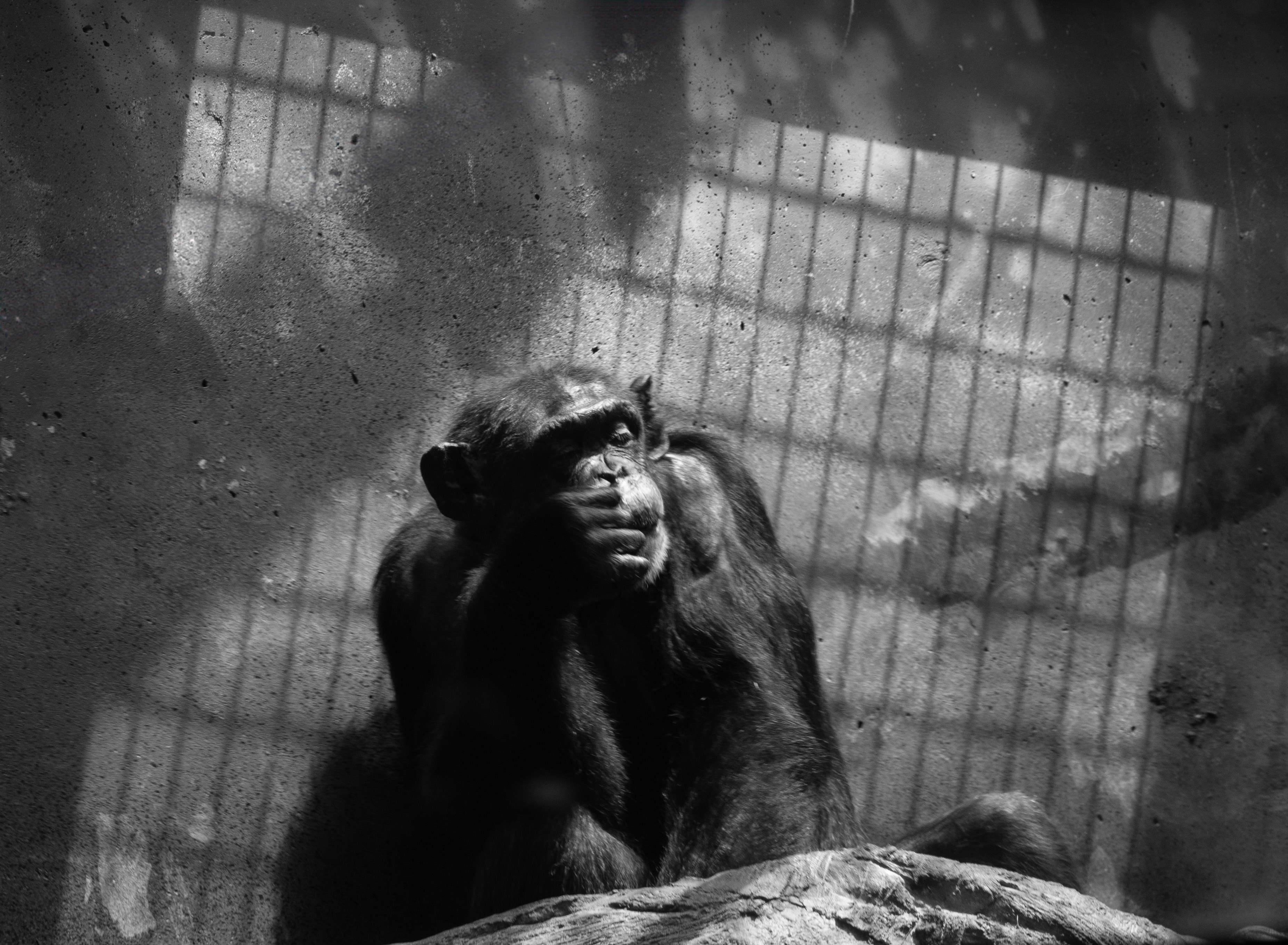 GuruShots - Powerful Black & White Jan 26