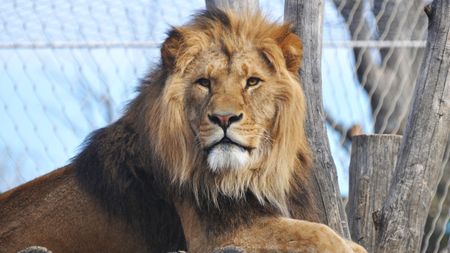 Photo of a lion sitting in a zoo habitat.