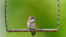 A hummingbird fledgling sitting on a swing