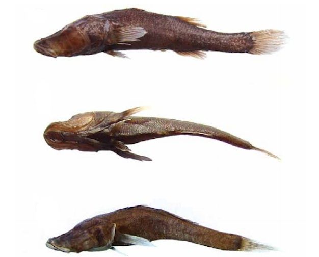 A new species of cave fish dubbed Typhlerotris mararybe, found in a sinkhole in southwestern Madagascar. &quot;Mararybe&quot; means &quot;big sickness.&quot;