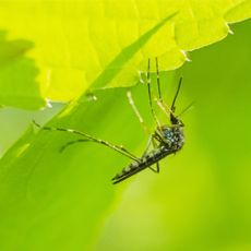 mosquito hiding under leaf 