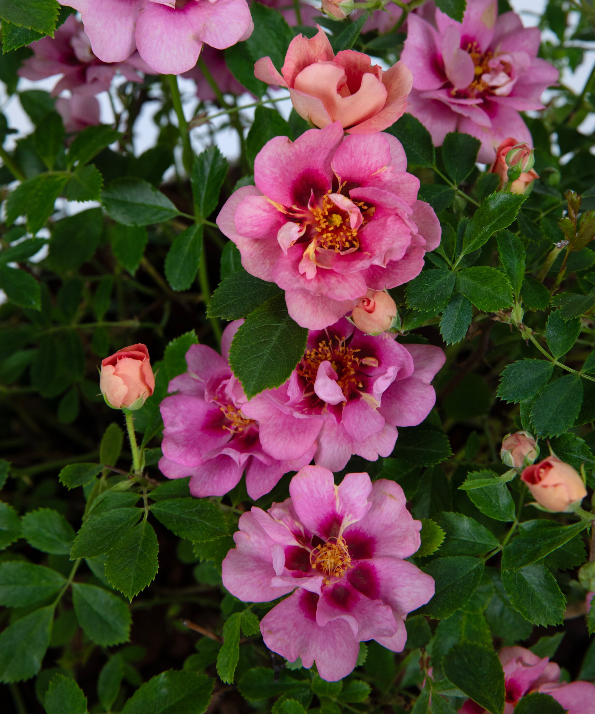rose in plant of the year shortlist, RHS Chelsea Flower Show 2026
