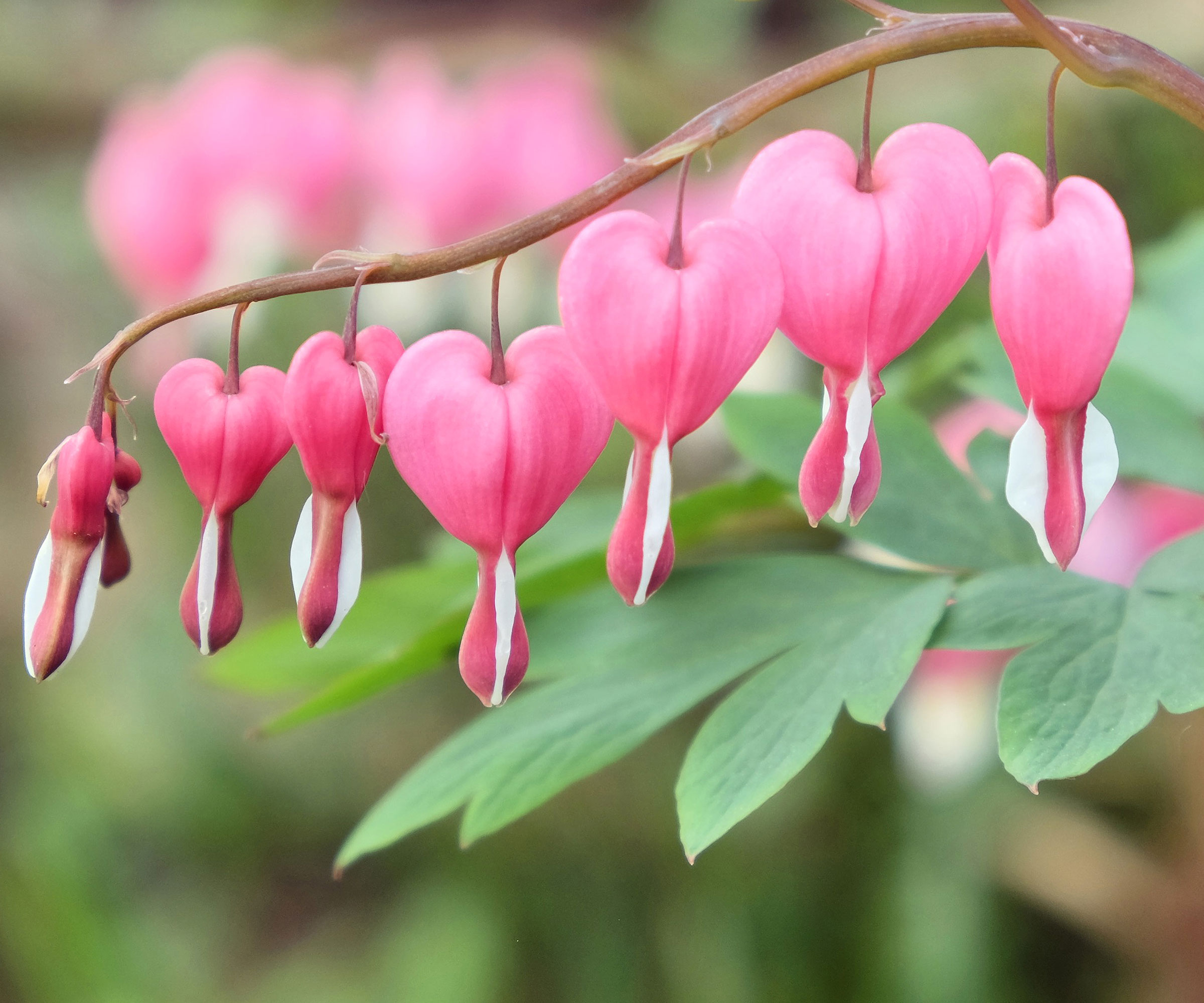 bleeding heart plant in full bloom