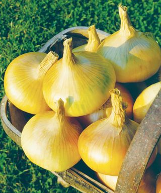 Senshyu Yellow Japanese onions freshly harvested from September plantings