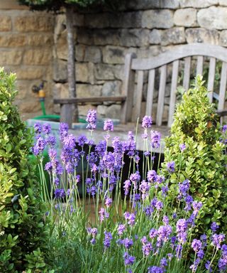 lavender growing in a flowerbed in a courtyard garden