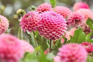 A close-up of pink dahlias