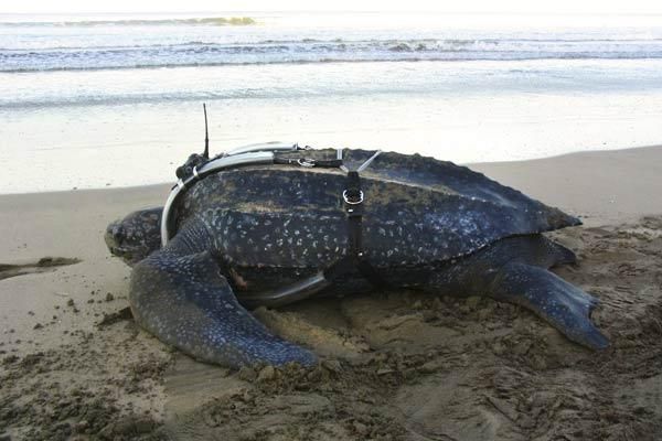 leatherback-turtle-tracker-110209-02