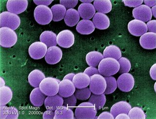 A scanning electron microscope image of resistant Staphylococcus aureus bacteria, with false color added.