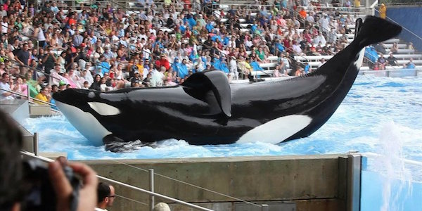 Tilikum